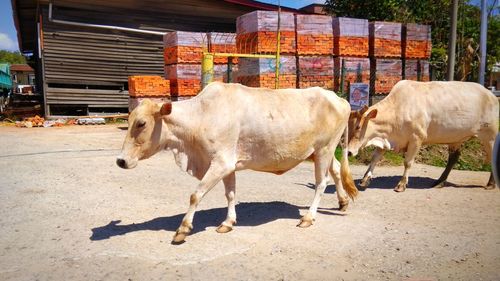 Cows standing on street