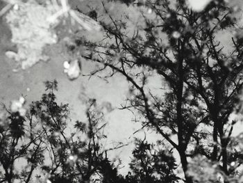 Low angle view of trees against sky