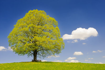 Yellow tree on field against sky