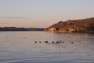 View of ducks swimming in lake at sunset