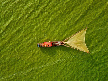 High angle view of insect on green leaves