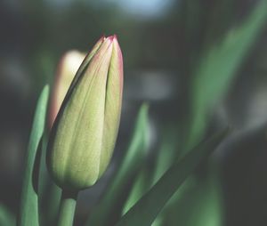 Close-up of flower bud
