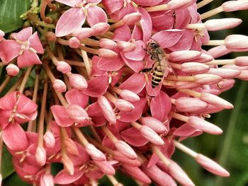 Close-up of pink flowers