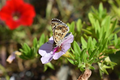 Close-up of butterfly on purple flower