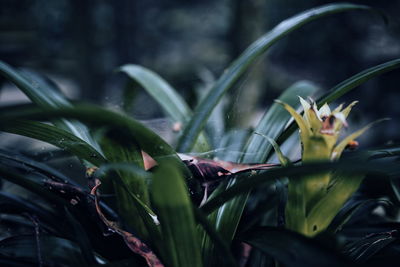 Close-up of wet plant