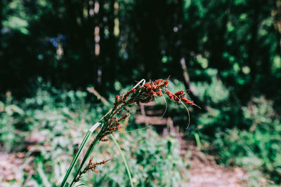 Close-up of butterfly on plant