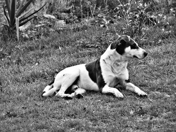 View of a dog lying on field