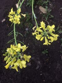 High angle view of yellow flowers blooming outdoors