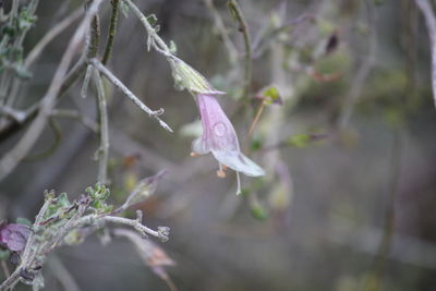 Close-up of water drops on plant during winter