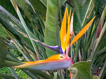 View of multi colored leaves