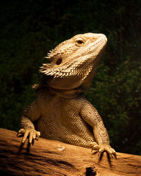 Close-up of lizard on wood