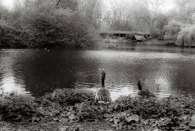 Swan swimming in lake