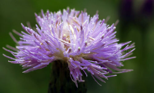 Close-up of purple flowering plant