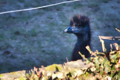 Close-up of a bird looking away