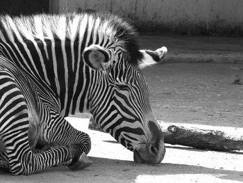 Close-up of zebra