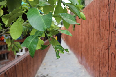 Close-up of fresh green plant