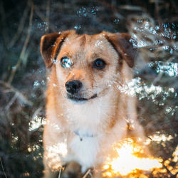 Portrait of dog in snow