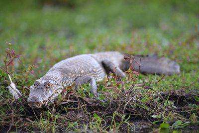 Close-up of crocodile on field