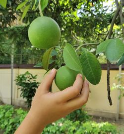 Cropped image of person holding apple against tree