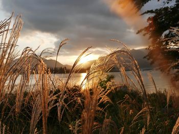 Scenic view of field against cloudy sky