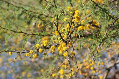 Close-up of yellow flowering plant
