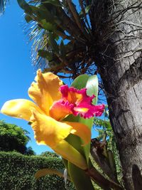 Low angle view of flowers blooming on tree