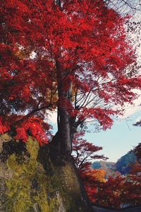 Low angle view of autumnal tree against sky