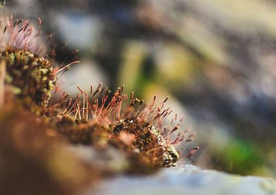 Close-up of flower growing on rock