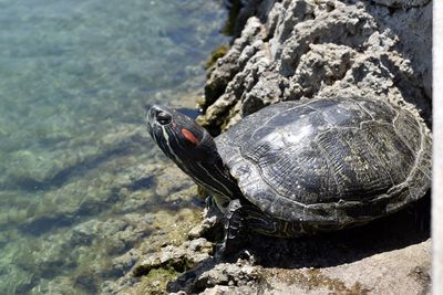 Close-up of turtle on rock