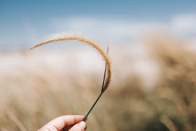 Close-up of hand holding wheat plant against sky