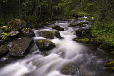 Scenic view of waterfall in forest