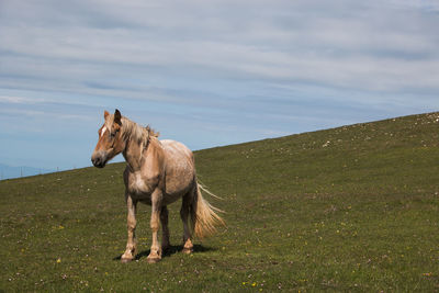 Portrait of solitary brown horse in the mountain meadow