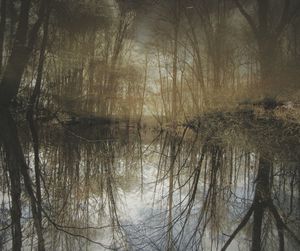 Reflection of trees in lake against sky