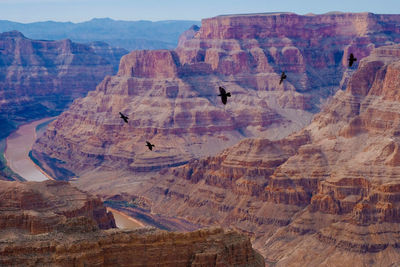 Silhouette birds flying over landscape