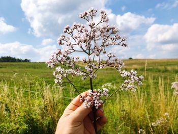 Cropped image of hand holding flowering plant against field