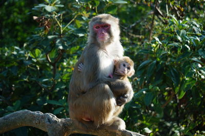 Portrait of monkey sitting on tree