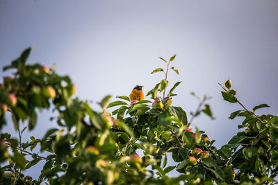 Low angle view of bird perching on plant against sky