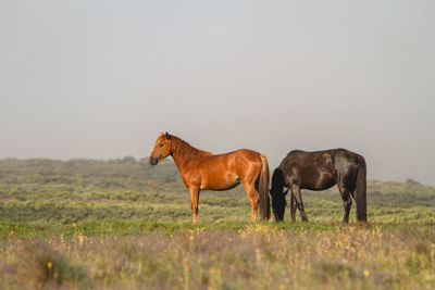 Wild high country horses brumbies new south wales, australia.