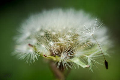 Close-up of dandelion seeds