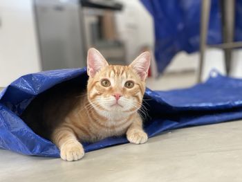 Portrait of cat relaxing on floor