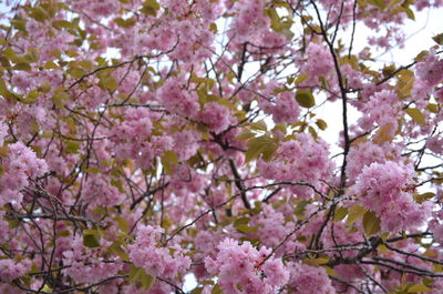 Low angle view of pink cherry blossoms in spring