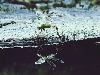 Close-up of dragonfly