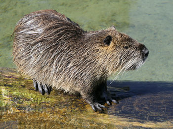 Side view of an animal in water