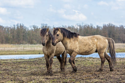 Wild konik horses in dutch oostvaardersplasse in the netherlands