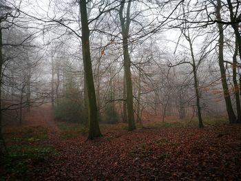 Trees in forest