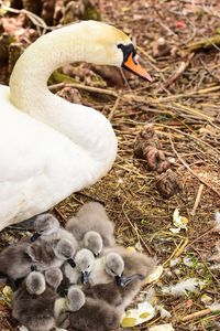 Close-up of swans in water