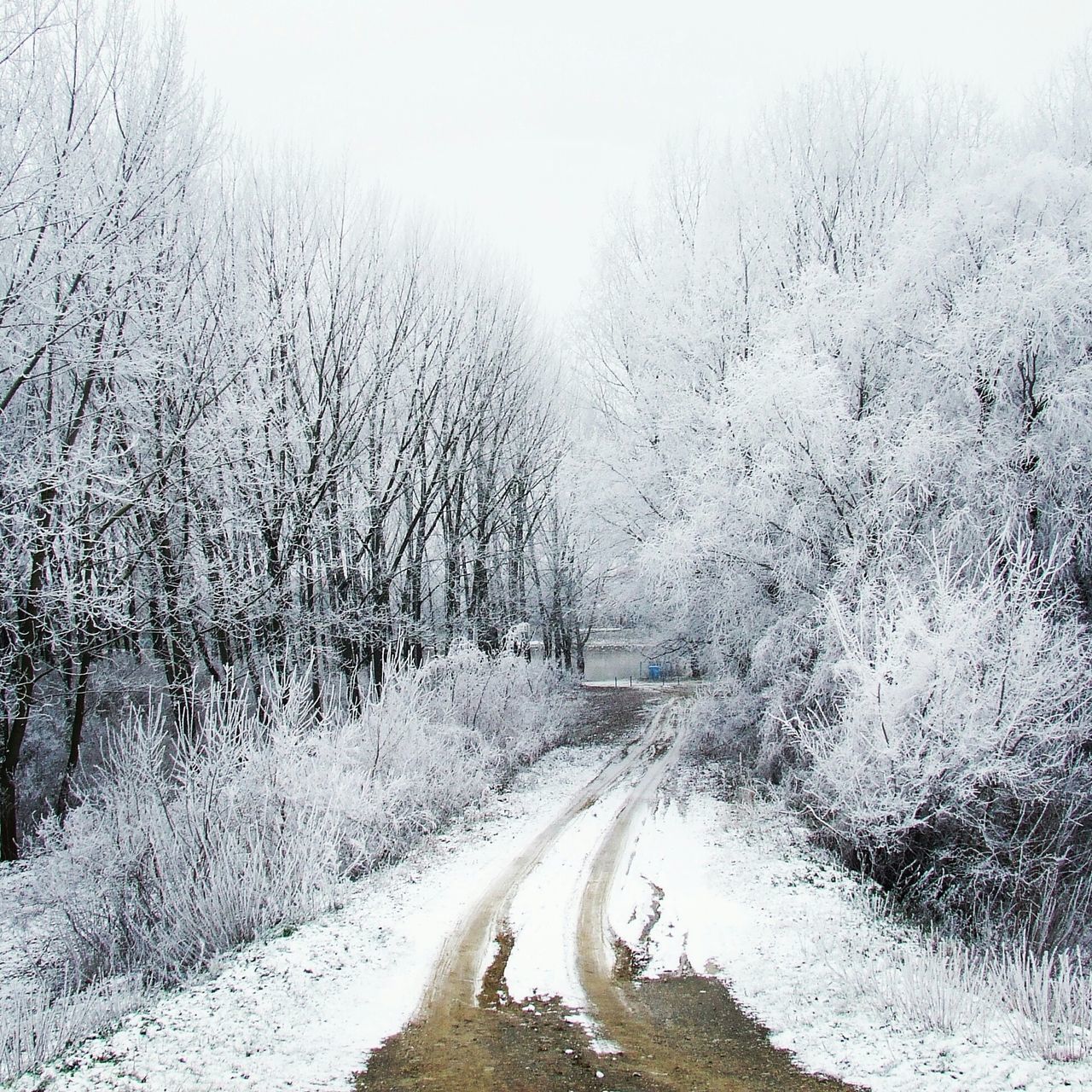 the way forward, snow, winter, cold temperature, weather, road, tranquility, transportation, nature, landscape, diminishing perspective, tranquil scene, tree, vanishing point, field, season, dirt road, scenics, beauty in nature, non-urban scene