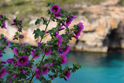 Close-up of purple flowers blooming outdoors
