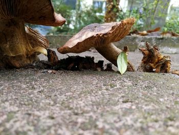 Close-up of birds on the ground