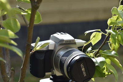 Close-up of camera on plant